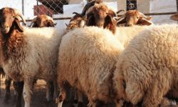 وزارة الزراعة تمنعُ استيراد  "لية الغنم"